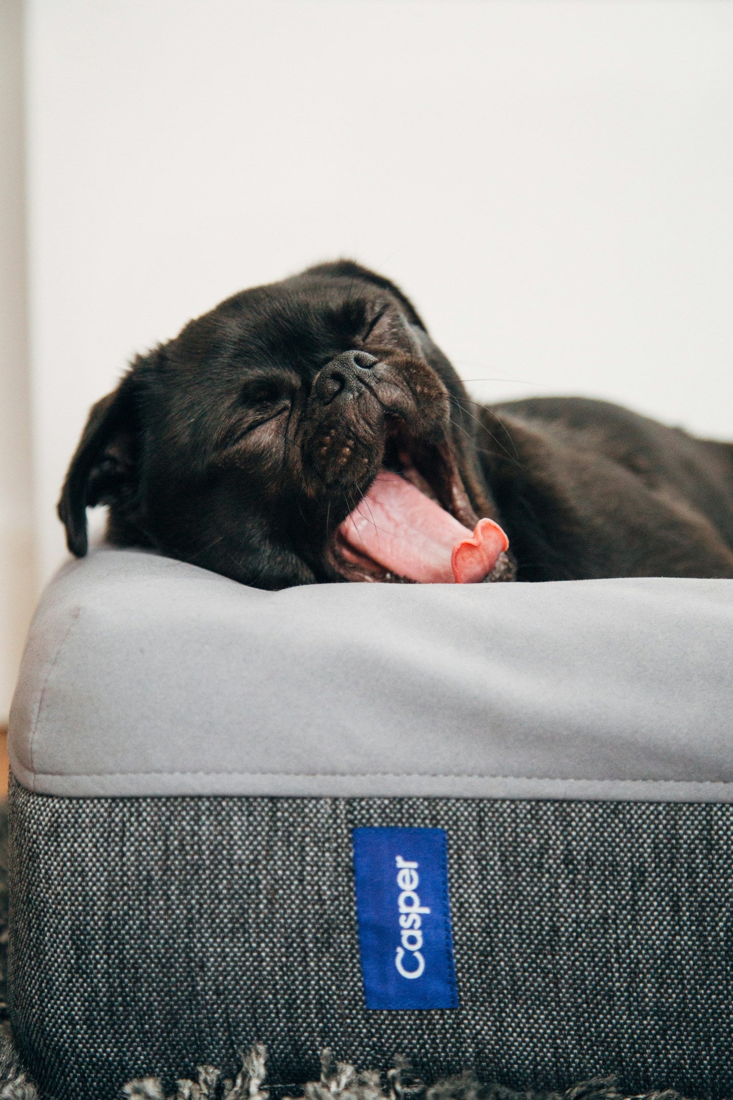 Dog Beds & Cat Towers