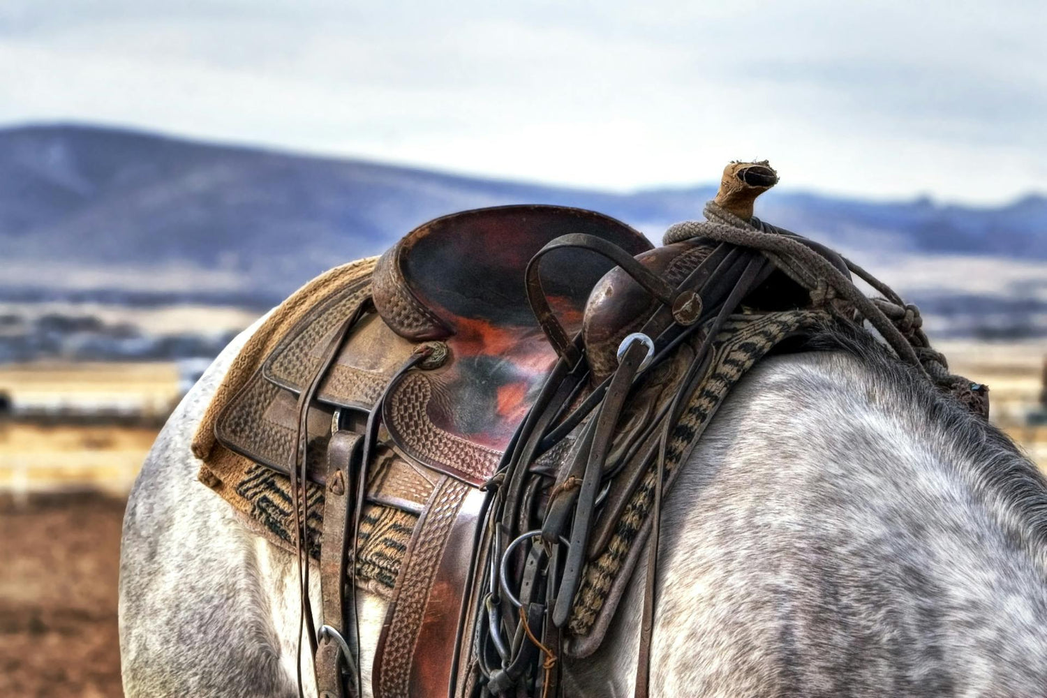 Horse Stuff