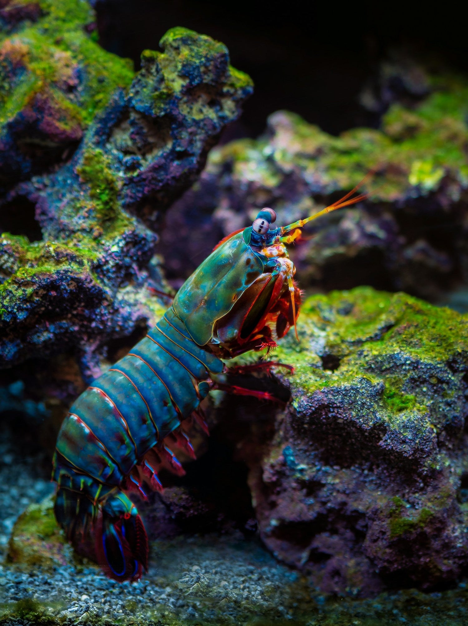 Saltwater Aquarium Supplies