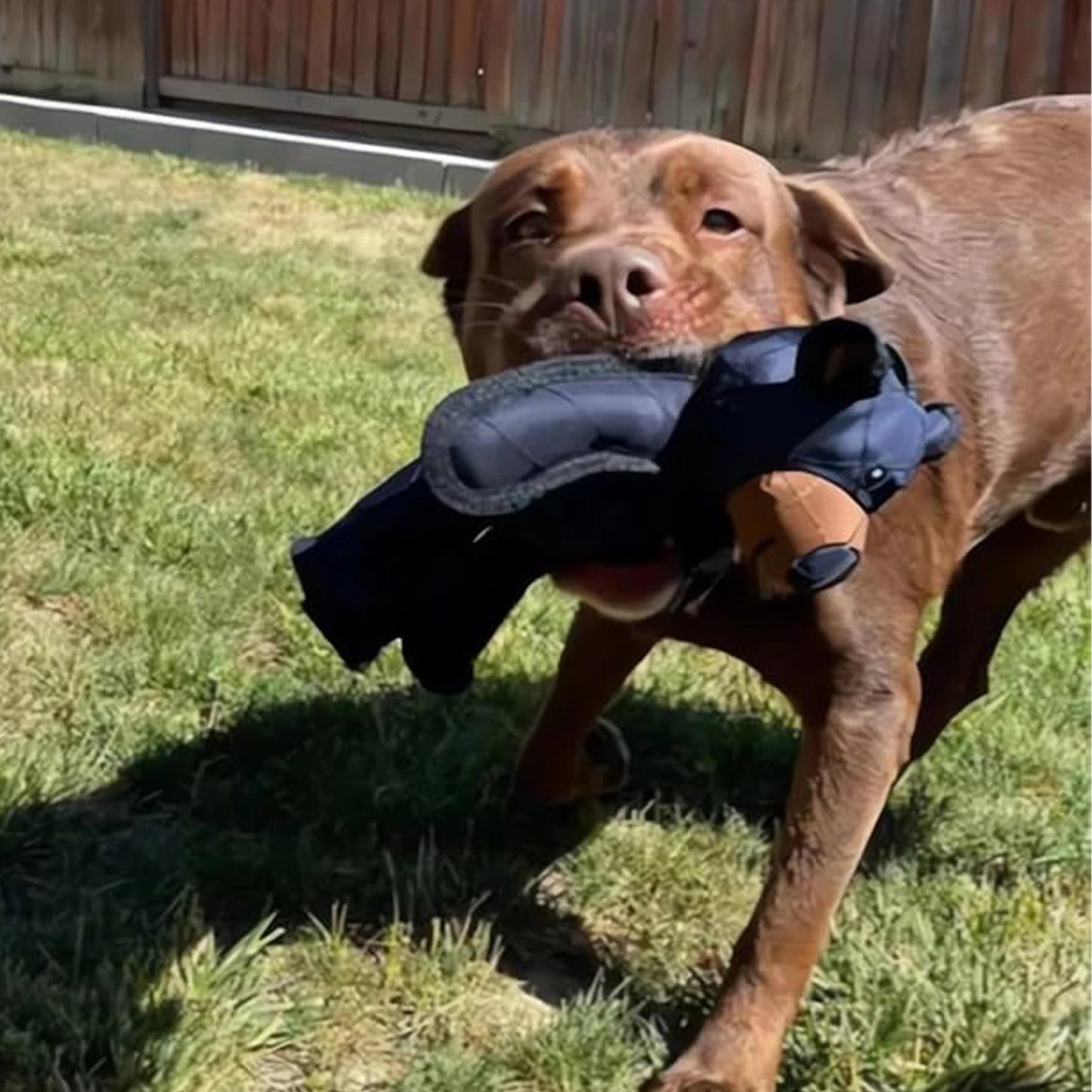 Hign-concerned Squeaky Plush Bear Toy For Dogs Chew Toy