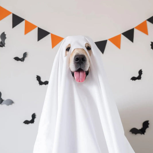 Choice Dog Ghost Costume Halloween Cosplay For Pets Today