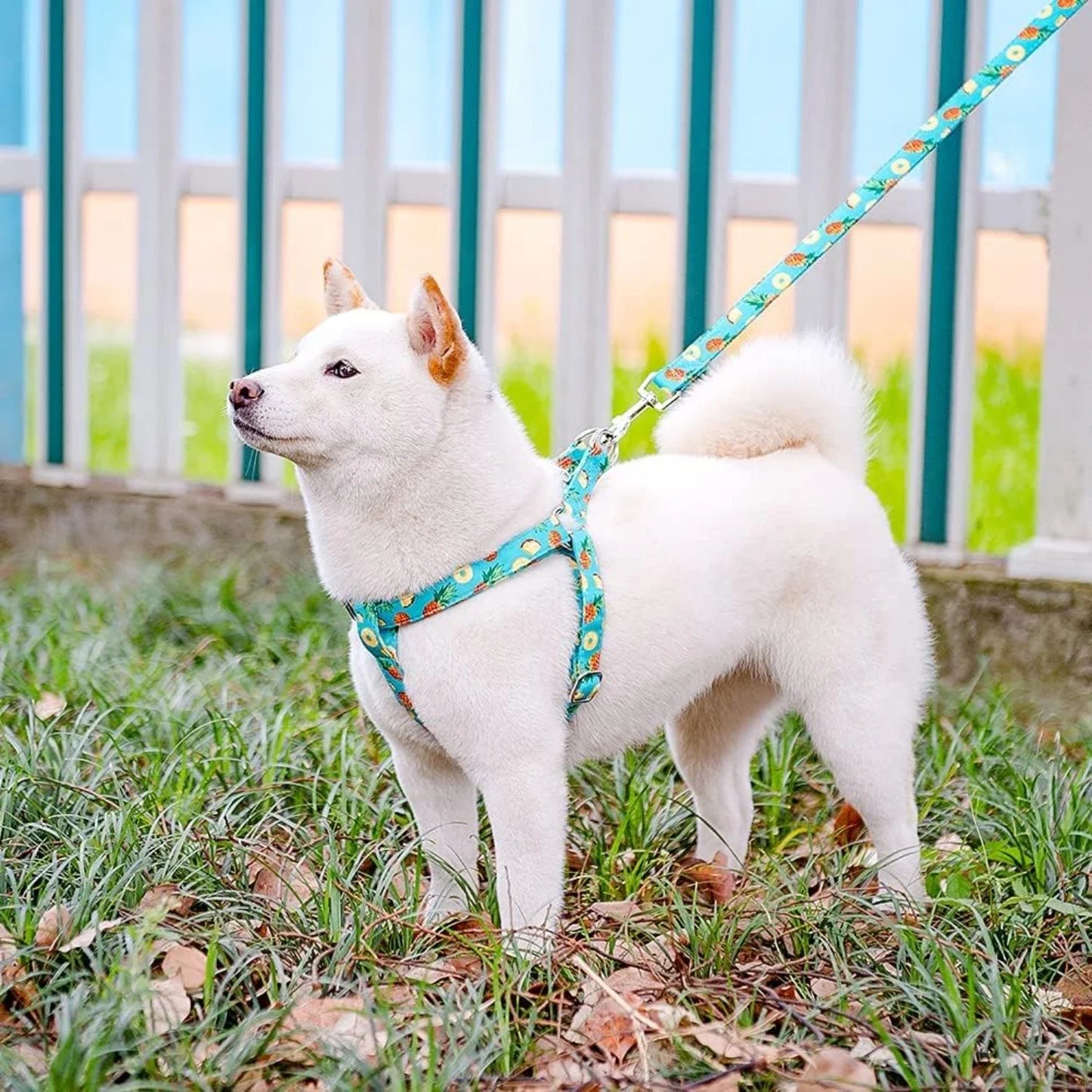 Adjustable No Pull Harness and Leash Set for Dogs